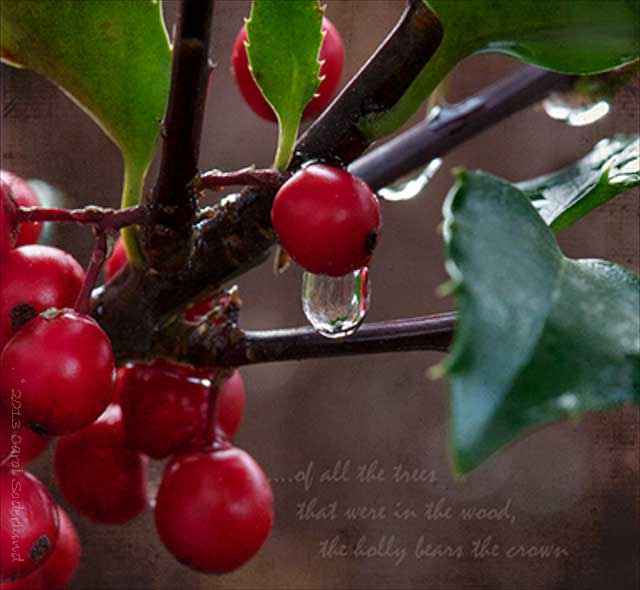 Holly Berries