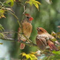 Mother Cardinal and young