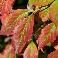 autumn leaves