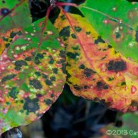 Fall Color In the Smokies