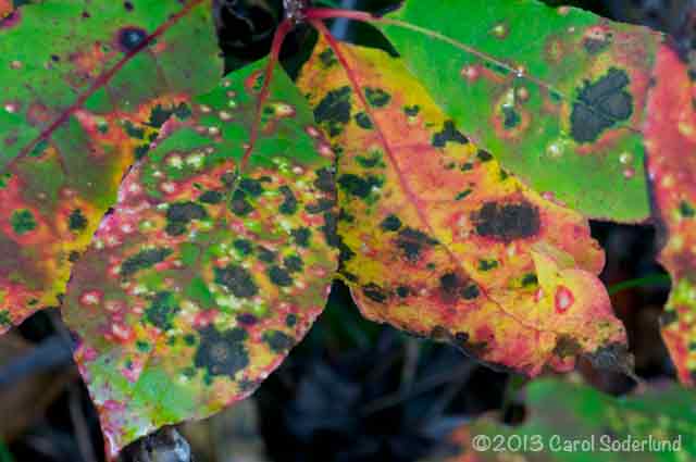 Fall Color In the Smokies