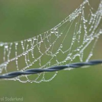 spider web jewels