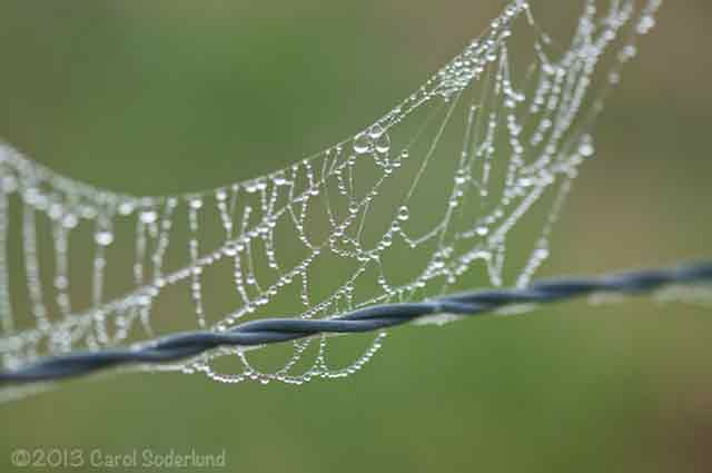 spider web jewels