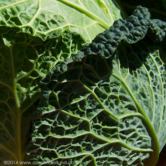 dyeing green cabbage