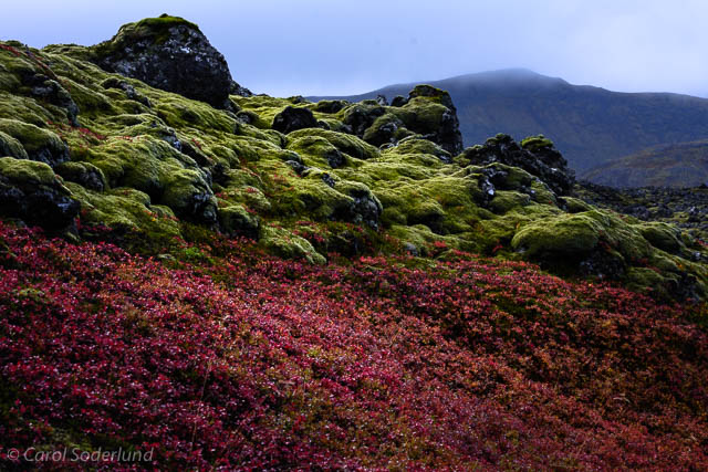 ...the glowing green of moss against the neutral charcoal of the lava beds, sharing space with the dazzling rain-drenched blueberry bushes