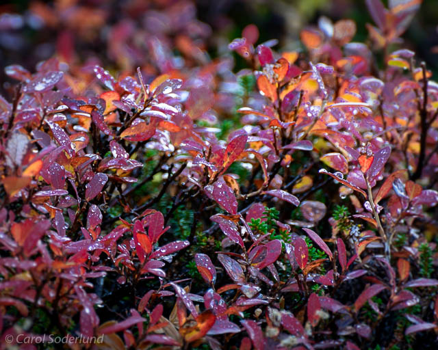 ...a close shot of the backlit blueberry bushes, intermingled with heather