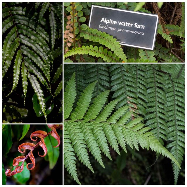 Ferns in New Zealand