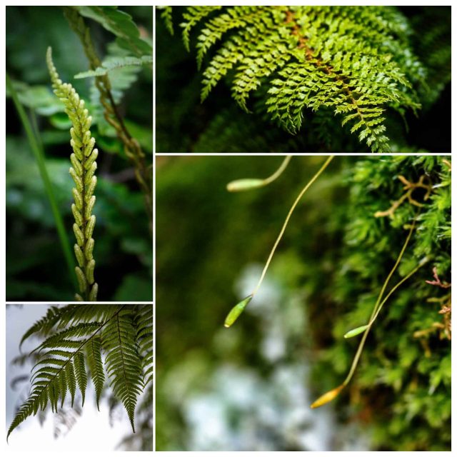 Ferns in New Zealand