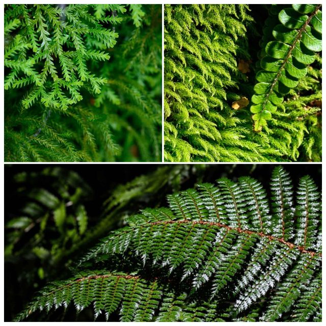 Ferns in New Zealand