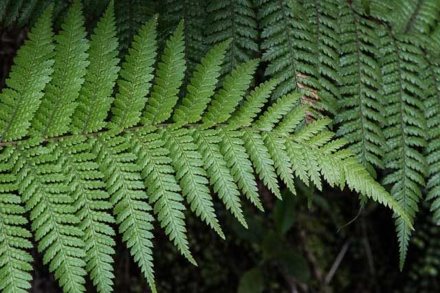 Ferns in New Zealand