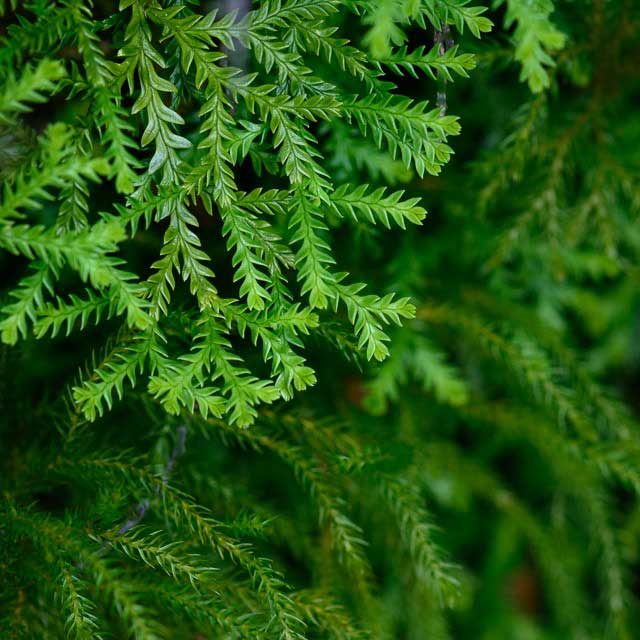 Ferns in New Zealand