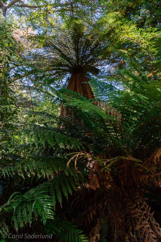 Tree Fern in New Zealand