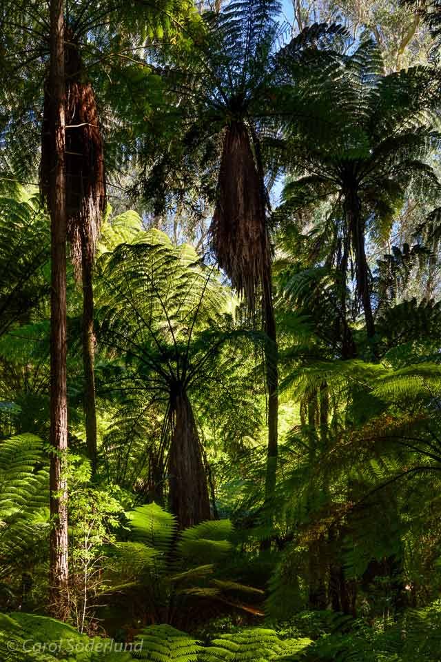 Tree Fern Forest in New Zealand